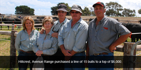 Hillcrest, Avenue Range purchased a line of 15 bulls to a top of $6,000