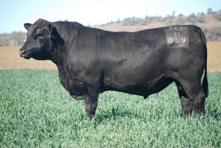 Our Elite Breeding Sires - Granite Ridge Angus Stud