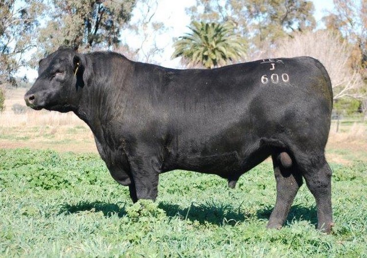 Our Elite Breeding Sires - Granite Ridge Angus Stud